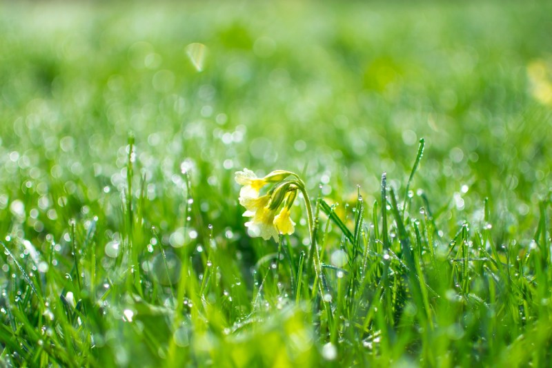 Yellow flower in the middle of grass. 