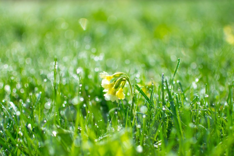 Yellow flower in the middle of grass.