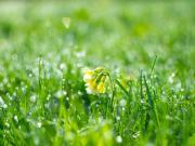 Yellow flower in the middle of grass. 